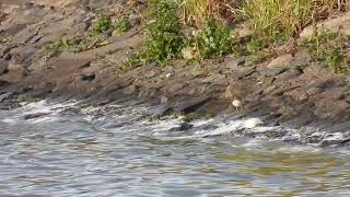 Spotted Sandpiper juvenile  Cameron Reservoir  Fife  101024 [upl. by Annaert]