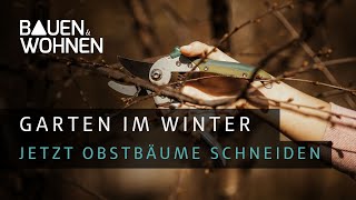 Bäume schneiden Gartentipp für Obstbäume  jetzt ist die richtige Zeit für den Rückschnitt  Garten [upl. by Johny959]