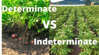 What are Determinate and Indeterminate Potatoes  Day 19 of 100 Seed Challenge [upl. by Leland]