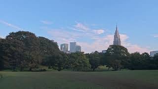 Silent Stroll Through Meiji Shrine ASMR Nature Walk [upl. by Vins480]