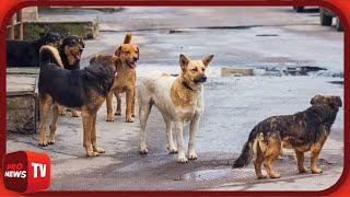 Θεσσαλονίκη Αγέλη αδέσποτων σκύλων επιτέθηκε σε γυναίκα  Pronews TV [upl. by Hiltner]