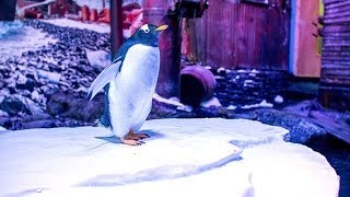 Gentoo Penguins arrive at The Deep  TheDeepHull [upl. by Annaillil]