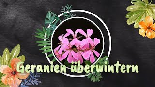 Geranien oder Pelargonien überwintern und vermehren Tipps gibt es vom Pflanzenarzt [upl. by Acima965]