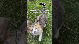 Amazing oneeyed cat plays catch 😍 [upl. by Nela]