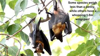 Bat Facts [upl. by Bevis595]