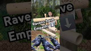 Research shows Raven emotions are contagious Heres how [upl. by Mariande]