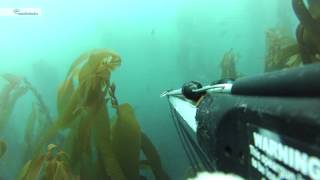 Moeraki Spearfishing NZ [upl. by Eybba]