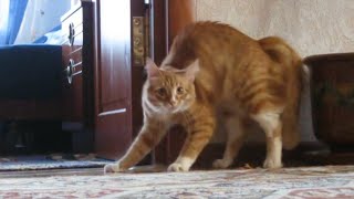 Adrenaline Cats  Funny Cat Video Compilation 2020 [upl. by Christye319]