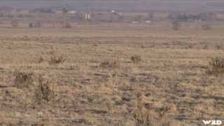 Hunting Coyote in Colorado with Huge Sniper Rifle [upl. by Irvin705]