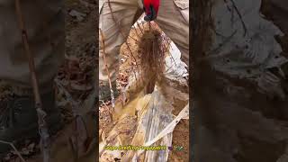 Grape Seedling Propagation 🍇🌱🧪 ruralharvest harvestingadventures [upl. by Afra]