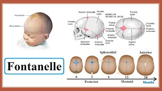 fontanelle [upl. by Konopka]