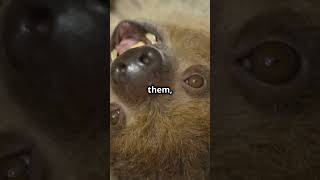 What Happens When You Wake a Sloth [upl. by Josefa]