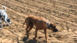 rhodesian ridgeback and dalmatian [upl. by Kerrie55]