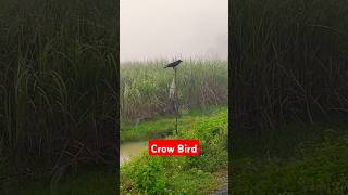 The Crow Brid sound in Early morning 🌄 shorts village villagelife [upl. by Ahilam898]