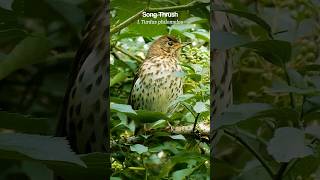 Handsome Song Thrush perched at eye level [upl. by Nyluqcaj629]