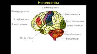 4 de hersenen mavo 3 amp 4 [upl. by Jolanta]