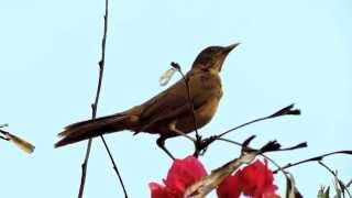 Claycolored Thrush Turdus Grayi  Sensontle Ruiseñor Zorzal [upl. by Etnuahs]