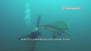 Sand Tigers  On Assignment with Cindy Burnham [upl. by Nosyrb]