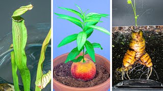 790 Days in 8 Minutes  Growing Plants Time Lapse Compilation [upl. by Adebayo]