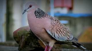 Spotted Dove Sound [upl. by Eelyac]