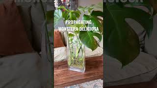 How to propagate Monstera Deliciosa from cuttings EASY houseplants plants propagation monstera [upl. by Ssew]