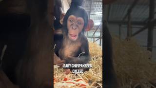 Cute Baby Chimpanzee chimpanzee wildanimals animals facts [upl. by Drofkcor299]