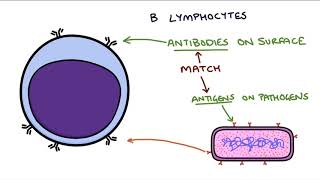 Understanding the Cells of the Immune System [upl. by Reh846]