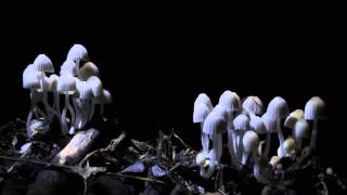 Mushrooms growing Timelapse Fairy ink cap [upl. by Enilarak]