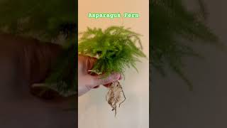 Asparagus Fern in LECA [upl. by Margi]