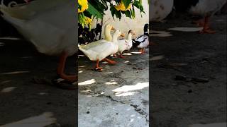 😍Beautiful Duck Running 🦆🦆 Ducklings 🦆 chickensong ducks viralvideo shortvideo pets animal [upl. by Gaskin]