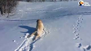 Lab Wont Stop Sliding Down Snowy Hill [upl. by Saree975]