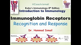 Immunoglobulin Receptors amp Immunoglobin Superfamily Explained  Immunology Course [upl. by Eniamerej]