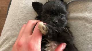 Elsie Shichon Shihtzu Bichon Shihtzu Mix Puppies Playday [upl. by Epillihp176]