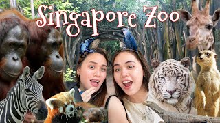 We Got Free Pass in Singapore Zoo Singapore Zoo Tour Pinoy Vlog in Singapore [upl. by Argyres]