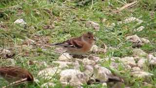 Brambling on Otmoor oxonbirdingblogspotcouk [upl. by Jung21]