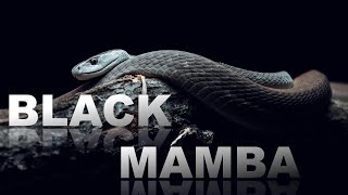 The Black Mamba  Natures Most Feared Snake [upl. by Eeralav]