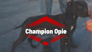 Champion Opie dogbreed dogtype apbt [upl. by Wawro381]