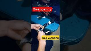 dog vomiting vomition of dog  dog vomiting treatment dogvomiting vomiting dog animals [upl. by Igig]