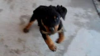 Rottweiler Puppy Dances to The Hippity Hoppity Song Puppy is FOR SALE [upl. by Adnilreh402]