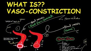 What is Vasoconstriction [upl. by Berti]