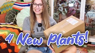 Steve’s Leaves Plant Unboxing  4 New Begonias [upl. by Melamie]