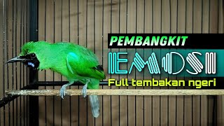 🔴 PEMBANGKIT EMOSI  CUCAK IJO GACOR JAMTROK FULL TEMBAKAN NGERI [upl. by Hpesojnhoj]