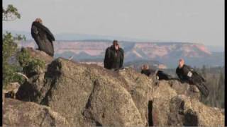 Flying giantsrare California condors return to Utah skies [upl. by Breeze]