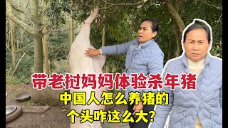 Chinese New Year pig killing！老撾丈母娘頭次見殺年豬，直接懵了：這豬咋養的，長這麼大？ [upl. by Buckingham]