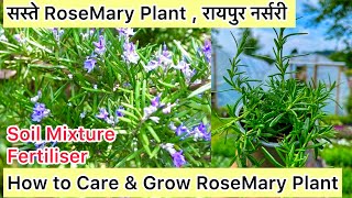 How to Care amp Grow RoseMary Plant॥सस्ते RoseMary Plant रायपुर नर्सरी॥Medicinal Uses॥Soil Fertiliser [upl. by Dlanigger]