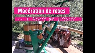 Macération de rose le retour 40 jours plus tard [upl. by Mulry]