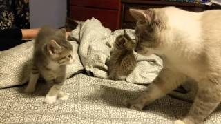 5 week old kitten vs daddy cat [upl. by Homans]