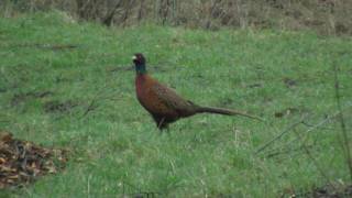 Common Pheasant Phasianus colchicus  Fasan [upl. by Acinna]