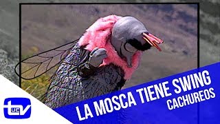 La Mosca tiene swing  Cachureos [upl. by Mccoy]