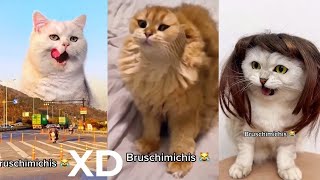 BRUSCHIMICHIS 😹  1 Hora De Risa Con Gatos Divertidos y Chistosos 3 [upl. by Gwendolyn]